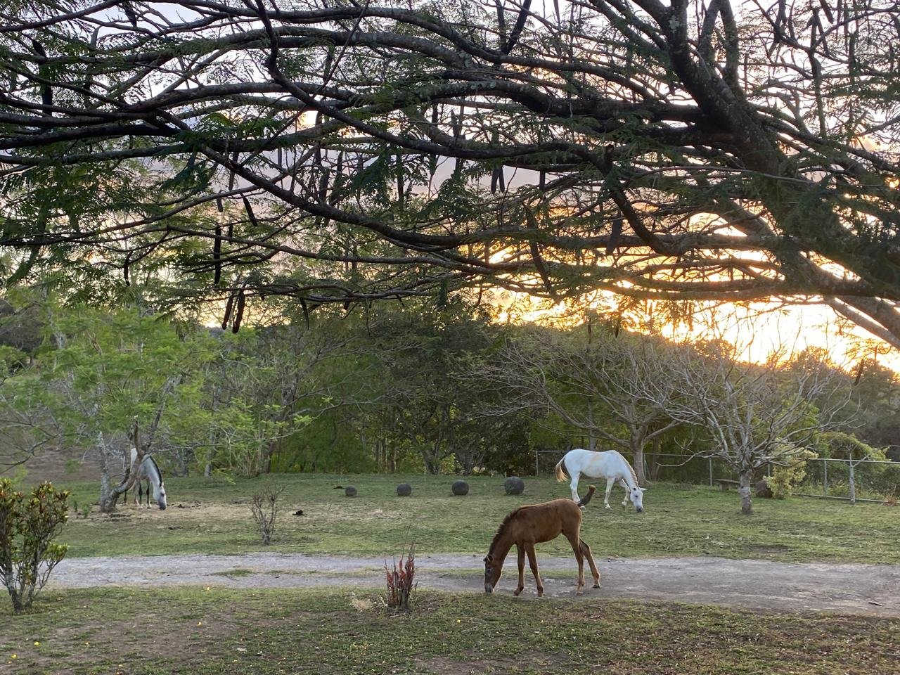 Acompañamiento clínico con caballos