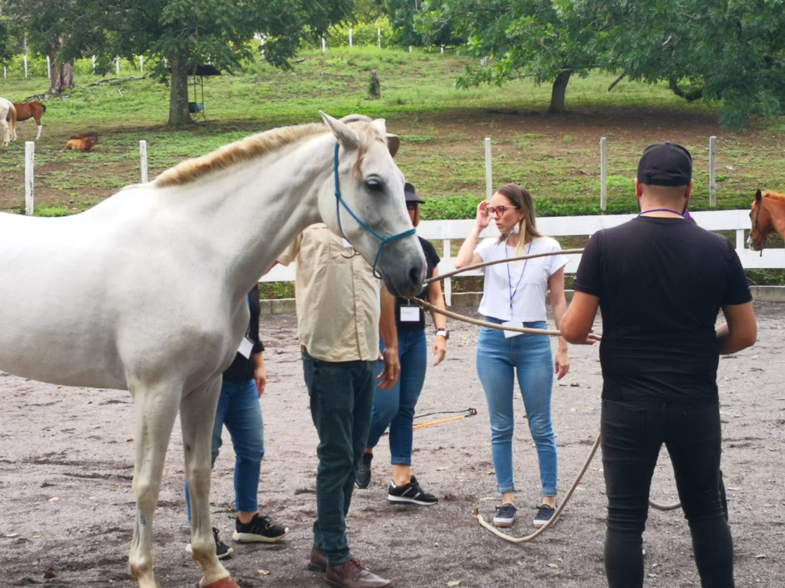 Caballo interactuando con personas
