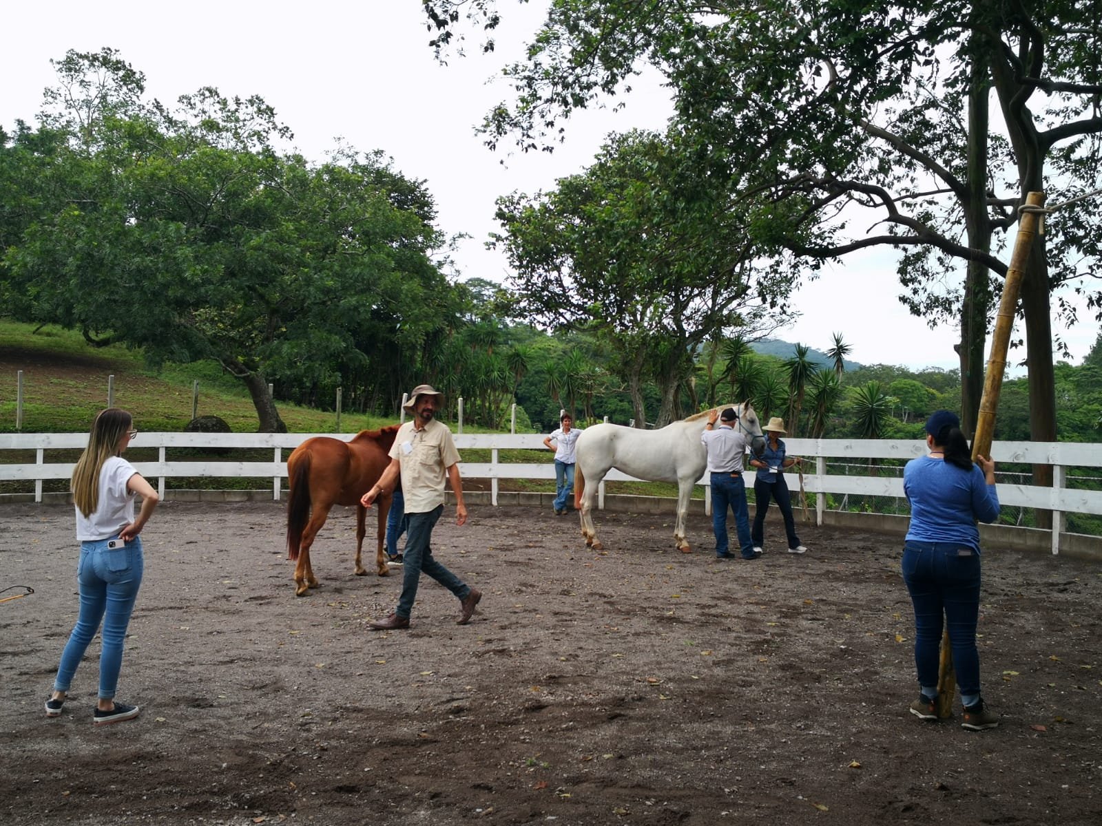 Facilitación con caballos
